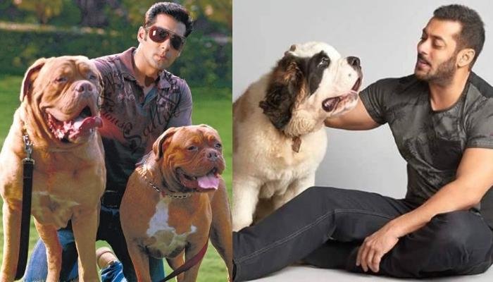 Bollywood Celebrities Who Own Expensive Pets: Salman Khan